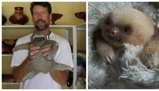 30 cute photos of sloths that will charge the mood 30 cute photos of sloths that will charge the mood