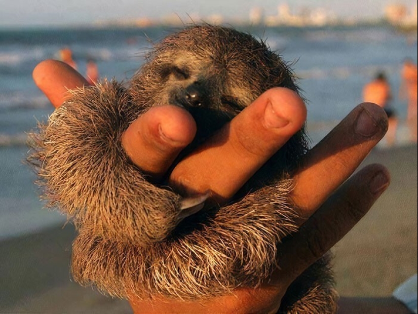 30 cute photos of sloths that will charge the mood