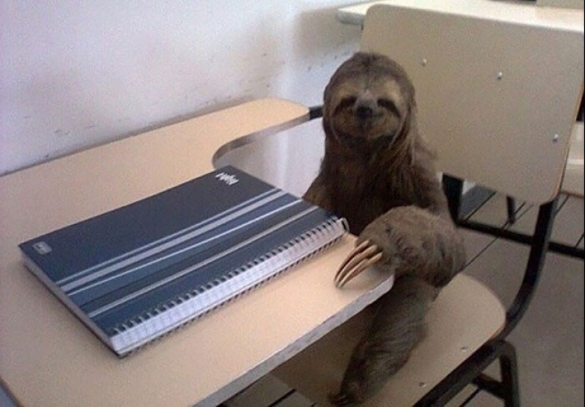 30 cute photos of sloths that will charge the mood