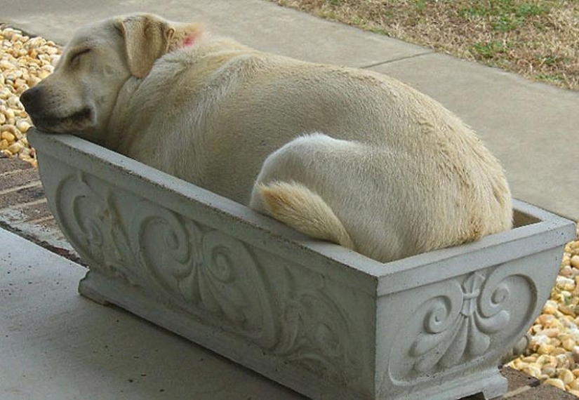 30 dogs in the most unimaginable poses in a dream