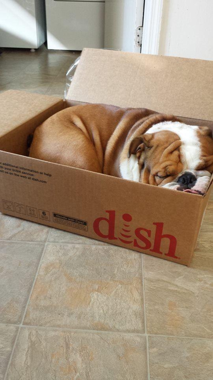 30 dogs in the most unimaginable poses in a dream