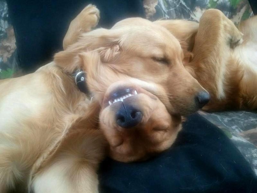 30 dogs in the most unimaginable poses in a dream