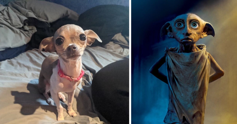 30 dogs that look like something else