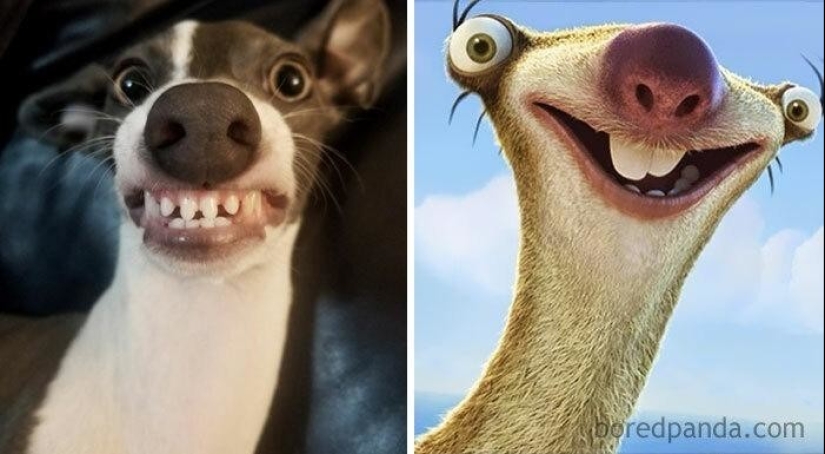 30 dogs that look like something else