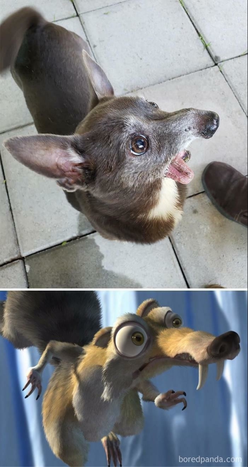 30 dogs that look like something else