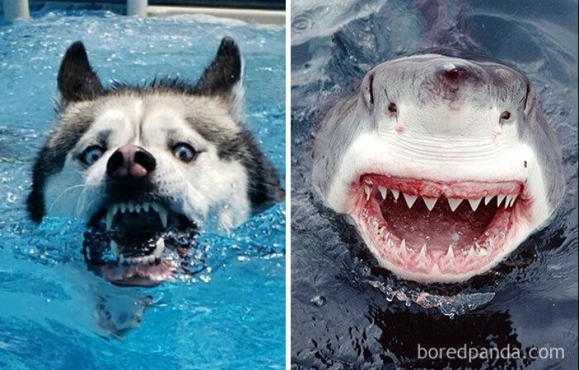 30 dogs that look like something else