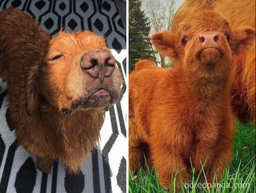 30 dogs that look like something else