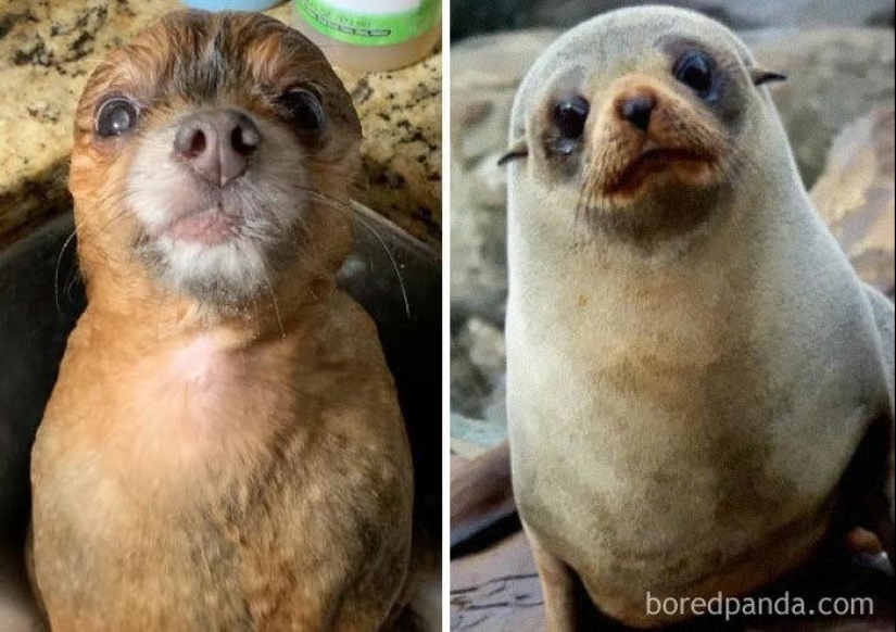 30 dogs that look like something else