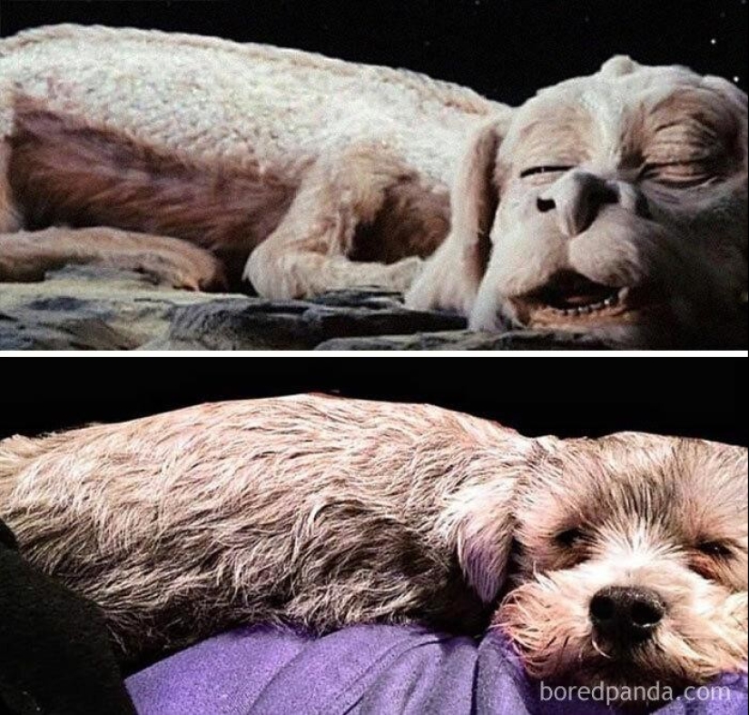 30 dogs that look like something else