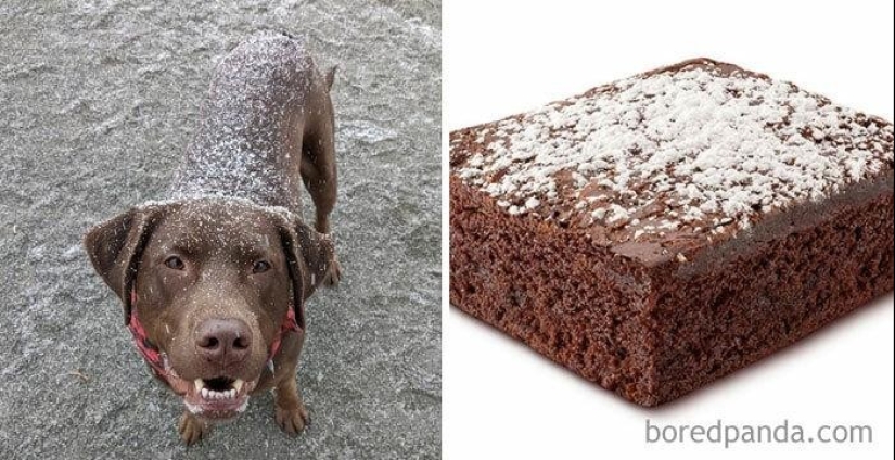 30 dogs that look like something else