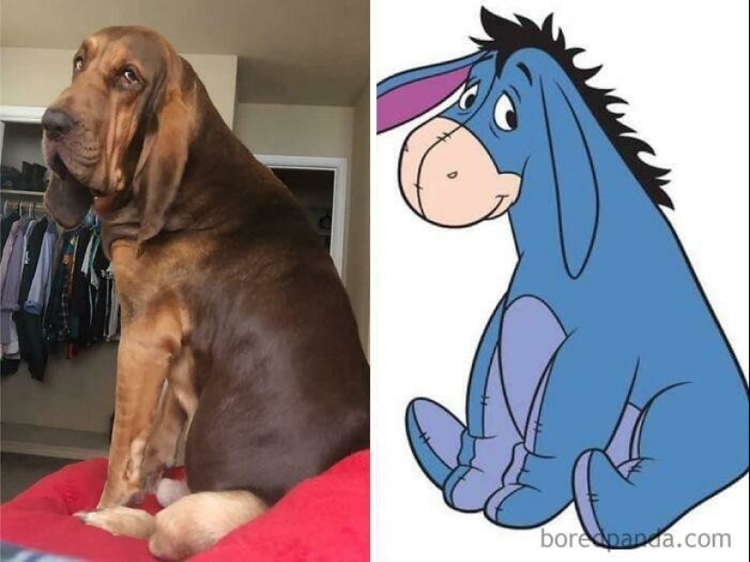 30 dogs that look like something else