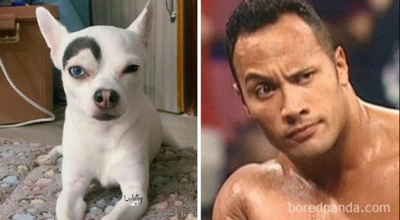 30 dogs that look like something else