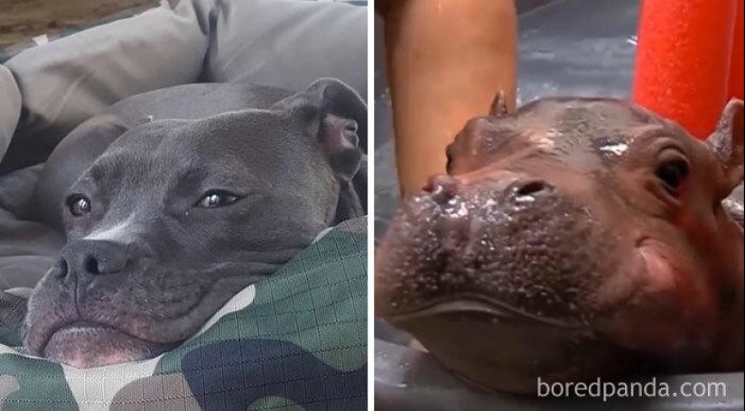 30 dogs that look like something else