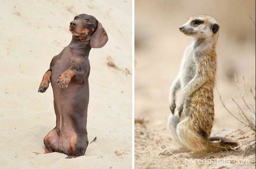 30 dogs that look like something else