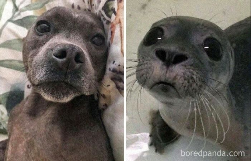 30 dogs that look like something else