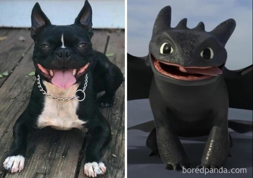 30 dogs that look like something else