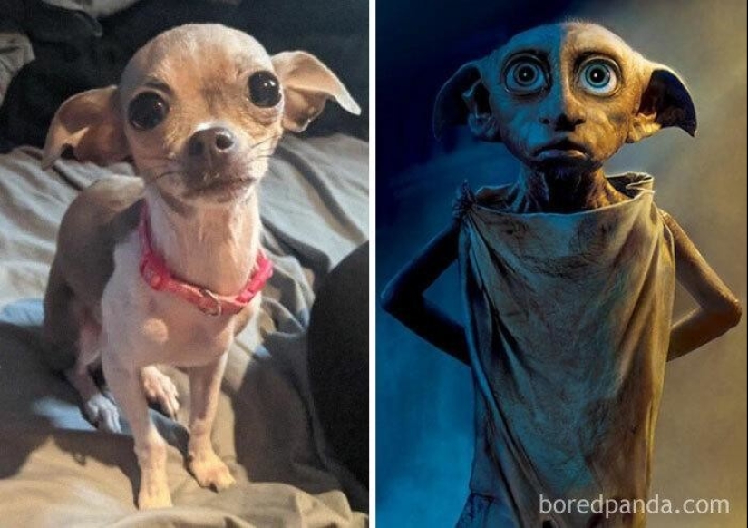 30 dogs that look like something else