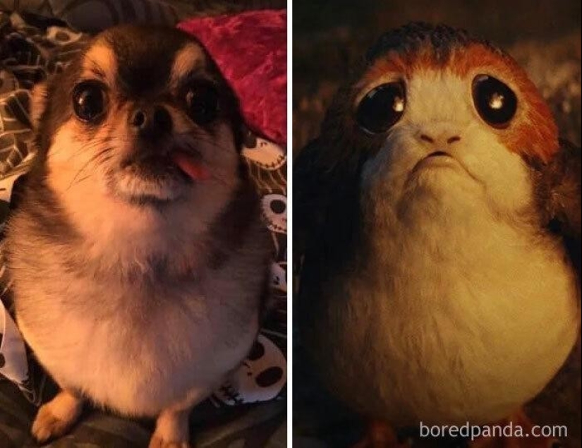 30 dogs that look like something else