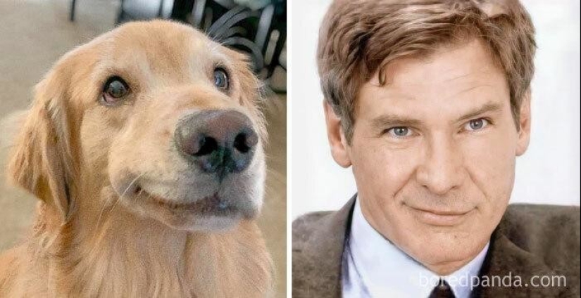 30 dogs that look like something else