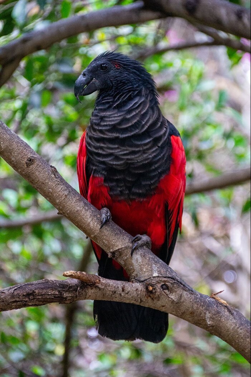 30 extremadamente hermosas aves que usted puede no haber oído hablar de