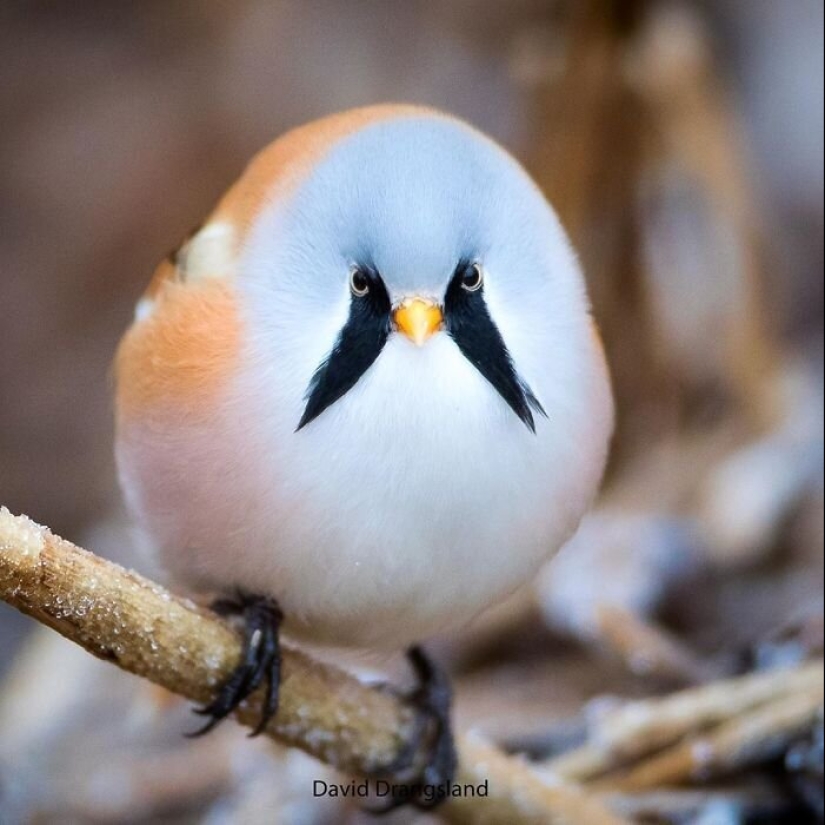 30 extremadamente hermosas aves que usted puede no haber oído hablar de