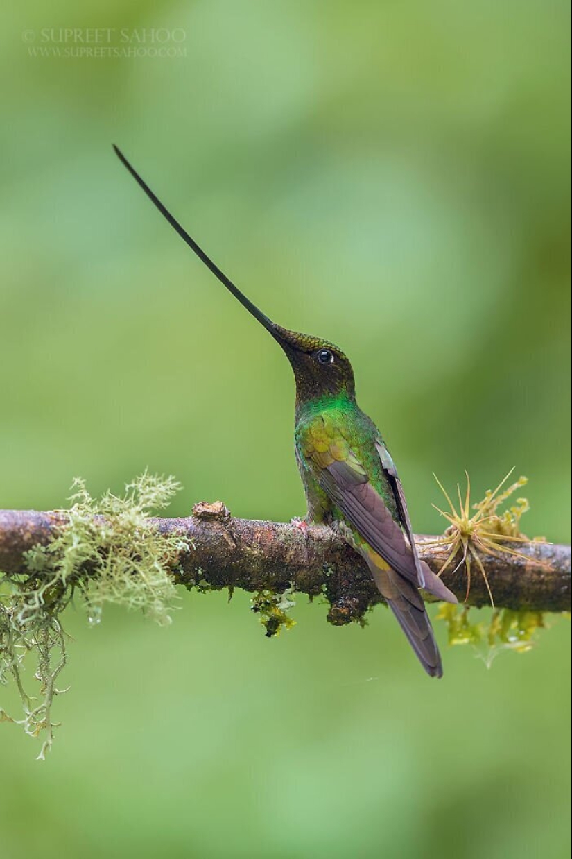 30 extremadamente hermosas aves que usted puede no haber oído hablar de