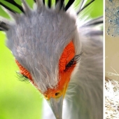 30 extremadamente hermosas aves que usted puede no haber oído hablar de