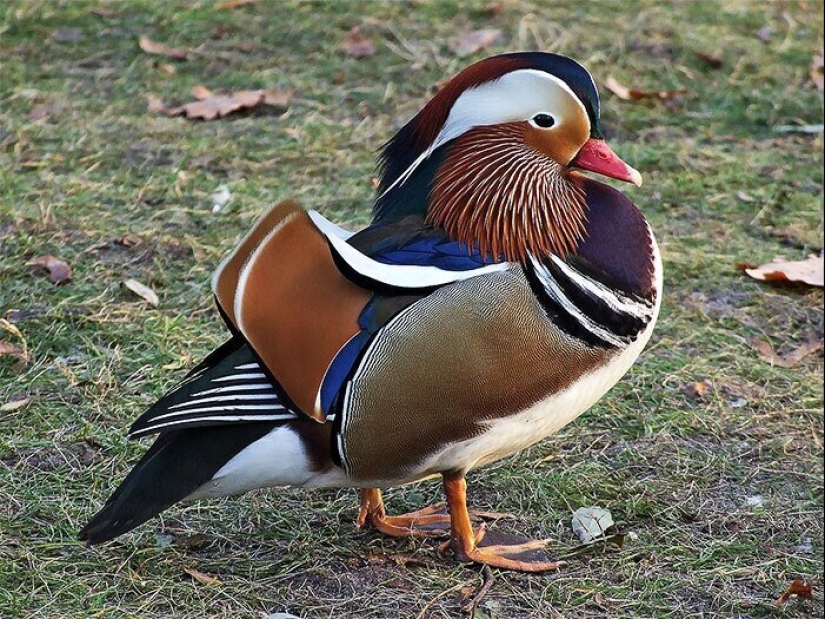 30 extremadamente hermosas aves que usted puede no haber oído hablar de