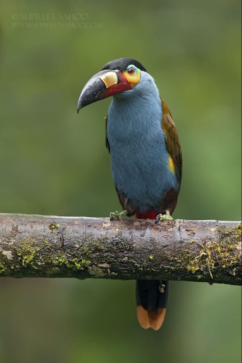 30 extremadamente hermosas aves que usted puede no haber oído hablar de