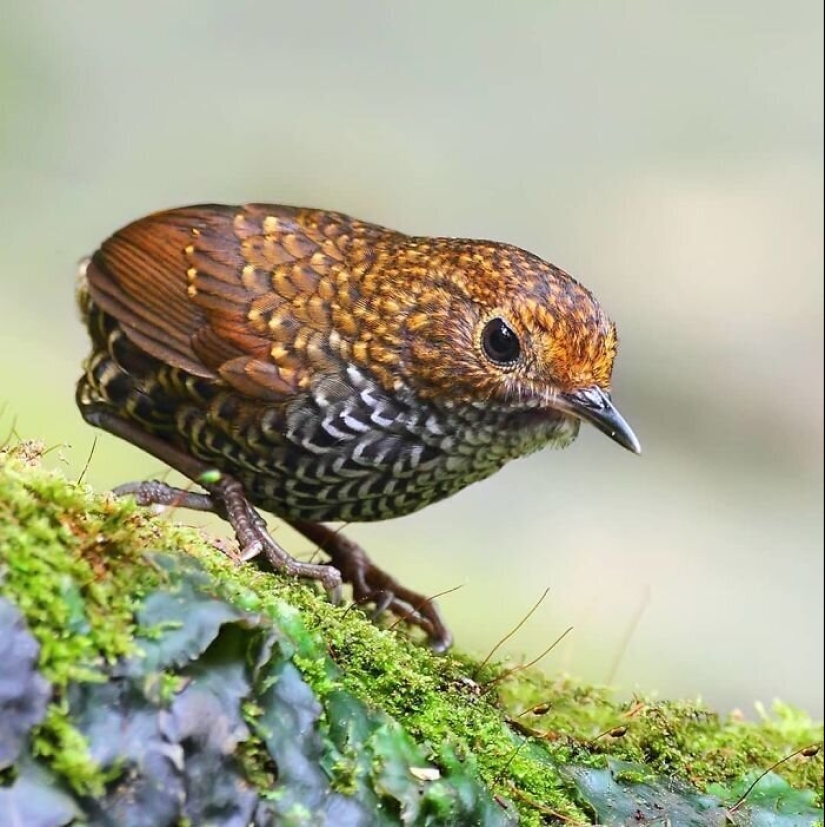 30 extremadamente hermosas aves que usted puede no haber oído hablar de