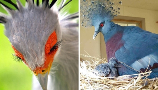 30 extremadamente hermosas aves que usted puede no haber oído hablar de