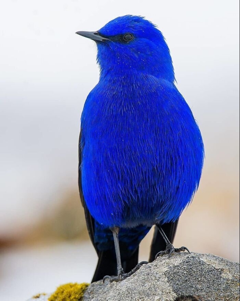 30 extremadamente hermosas aves que usted puede no haber oído hablar de