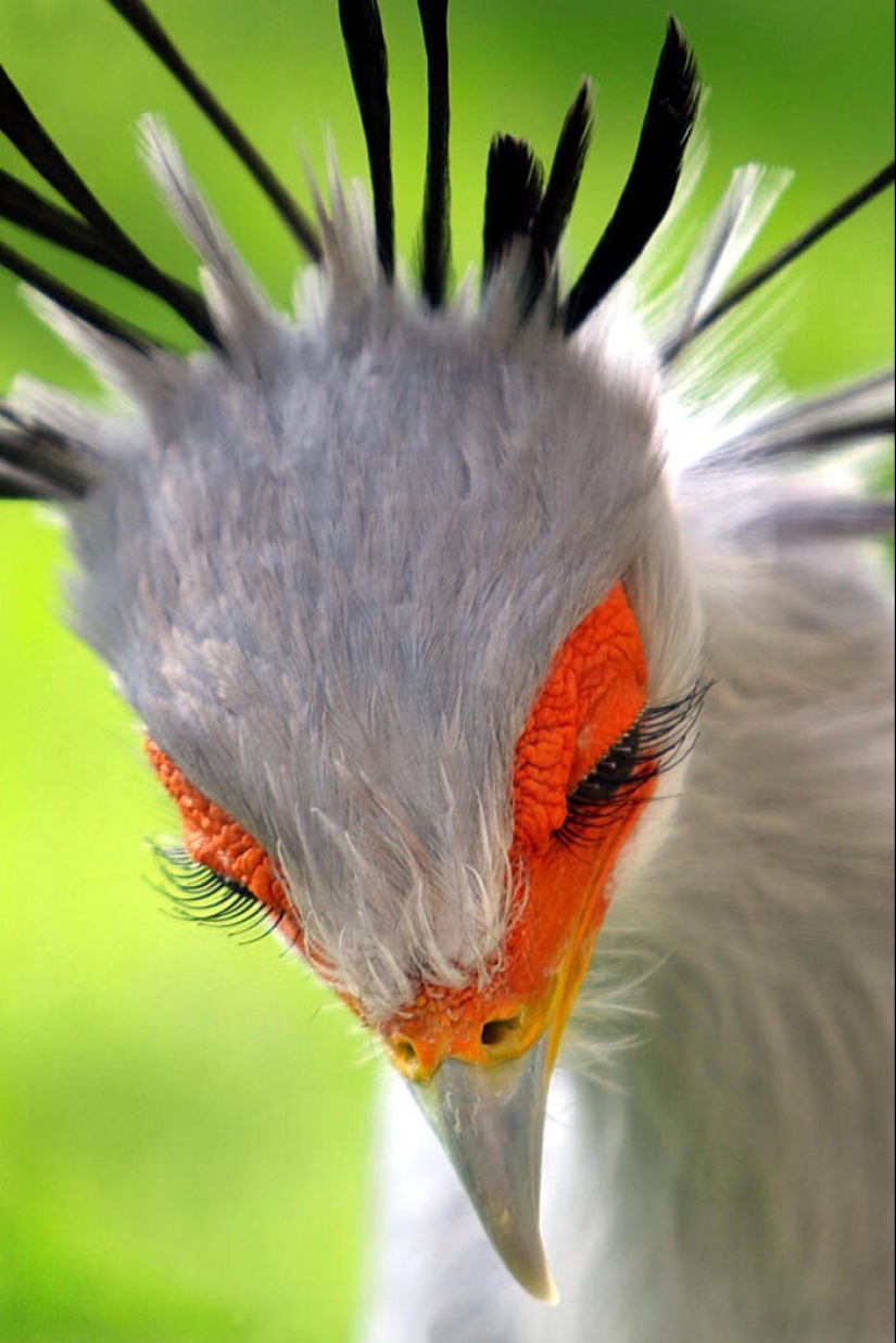 30 extremely beautiful birds that you might not have heard of