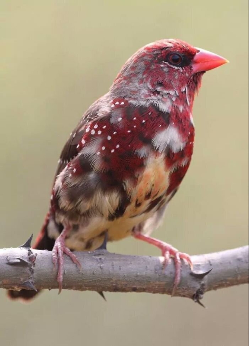 30 extremely beautiful birds that you might not have heard of