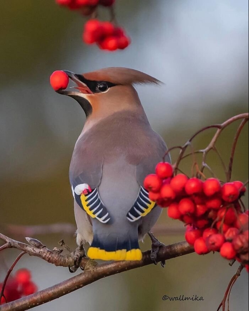 30 extremely beautiful birds that you might not have heard of