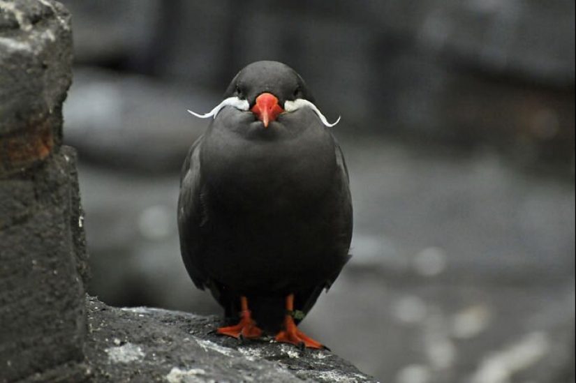 30 extremely beautiful birds that you might not have heard of