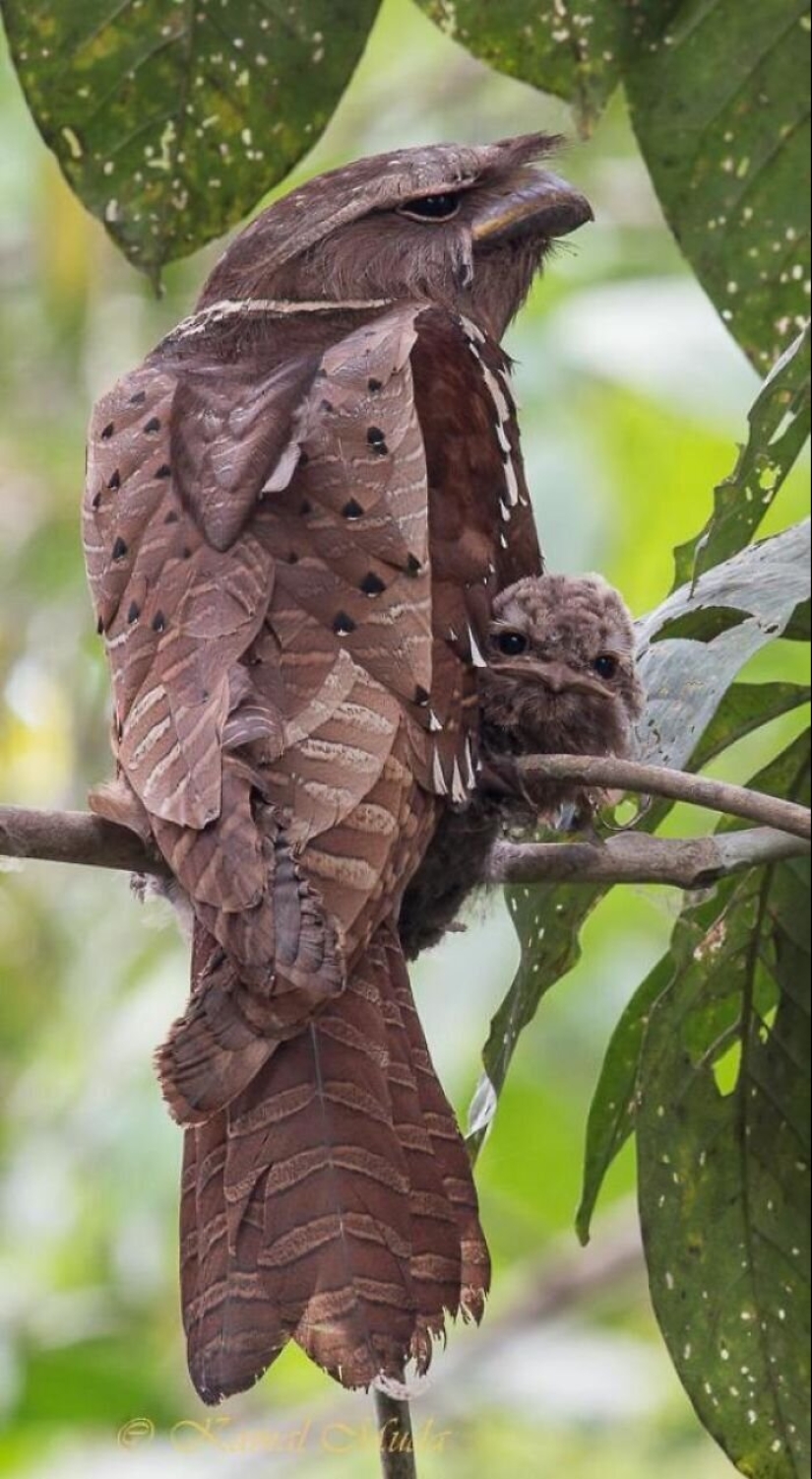 30 extremely beautiful birds that you might not have heard of