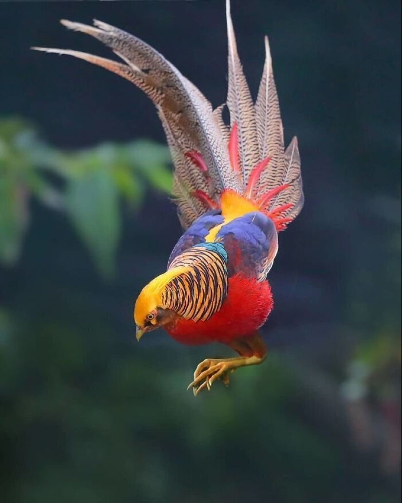 30 extremely beautiful birds that you might not have heard of