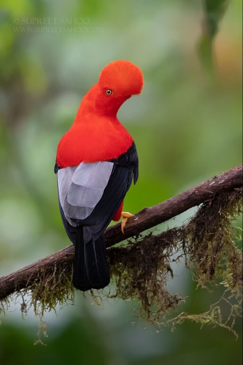 30 extremely beautiful birds that you might not have heard of