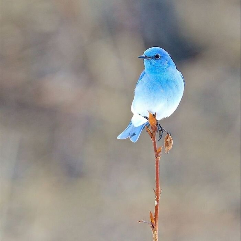 30 extremely beautiful birds that you might not have heard of