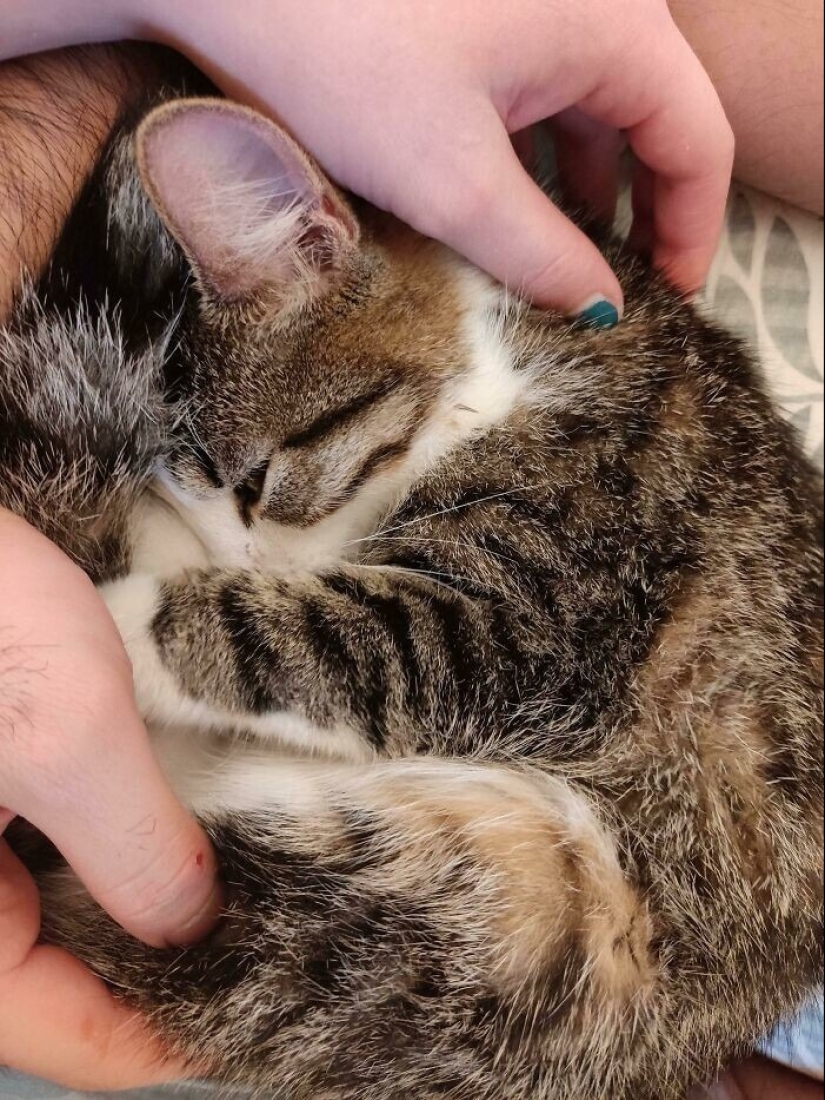30 fotos conmovedoras de gatos y perros que han encontrado un hogar y una familia