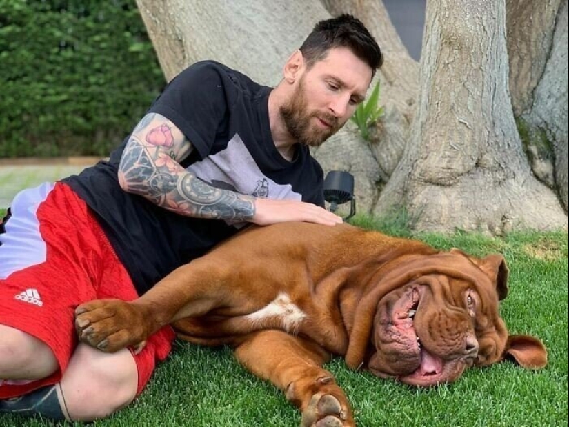 30 fotos de celebridades con perros