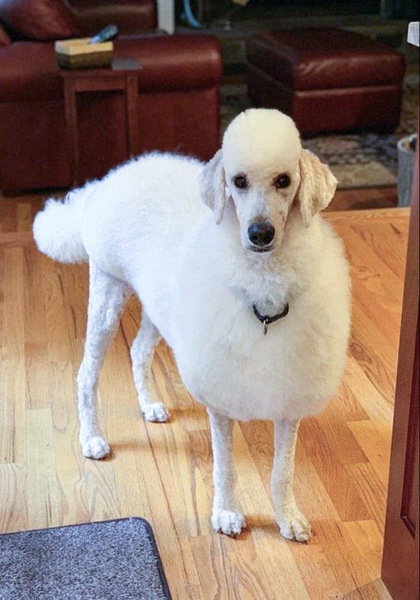 30 fotos divertidas de mapaches que están garantizados para animarte