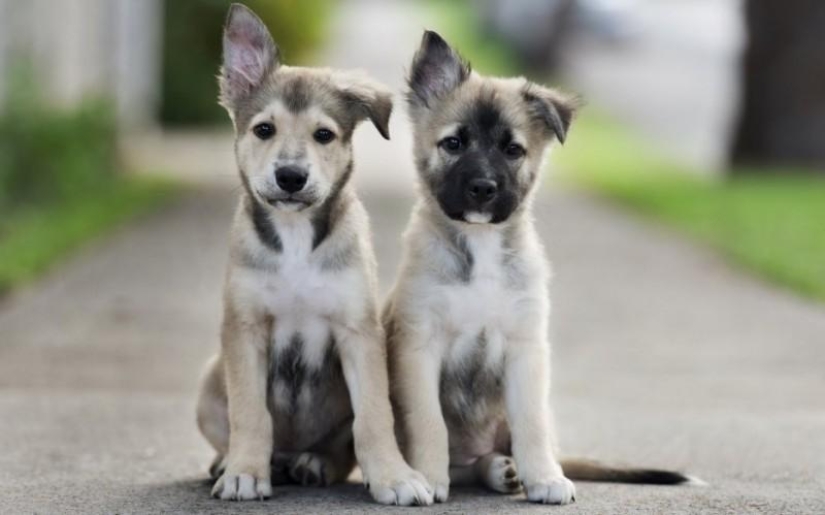 30 fotos-evidencia de que los cachorros con una oreja levantada son 90% más lindos de lo normal