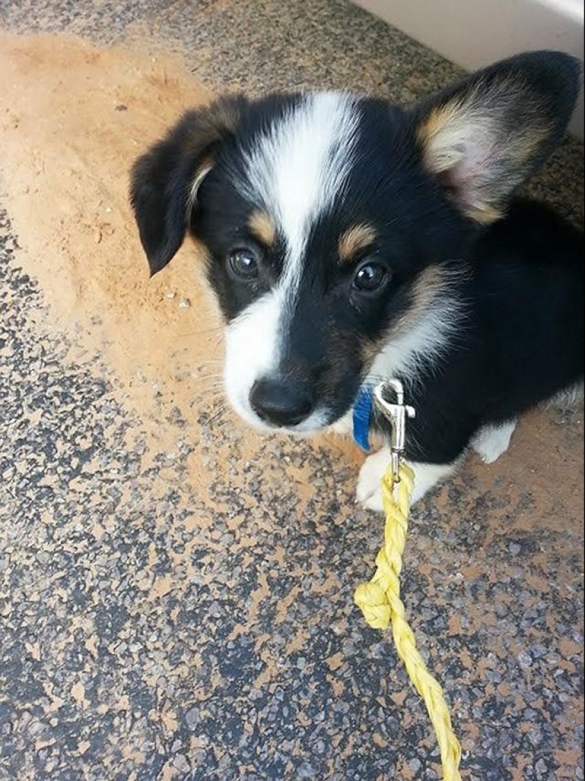 30 fotos-evidencia de que los cachorros con una oreja levantada son 90% más lindos de lo normal