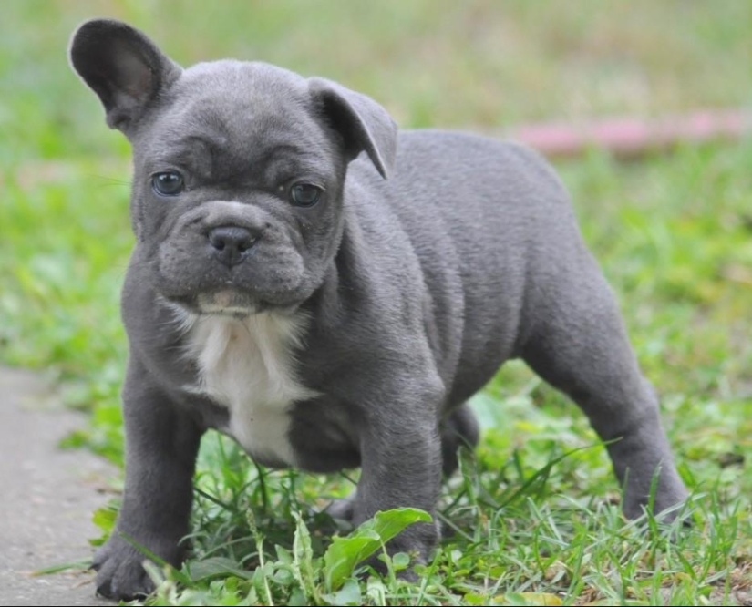 30 fotos-evidencia de que los cachorros con una oreja levantada son 90% más lindos de lo normal