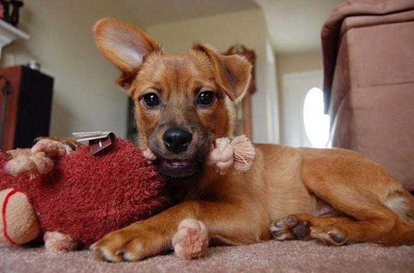 30 fotos-evidencia de que los cachorros con una oreja levantada son 90% más lindos de lo normal