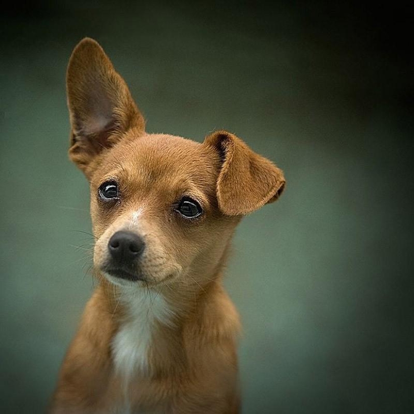 30 fotos-evidencia de que los cachorros con una oreja levantada son 90% más lindos de lo normal