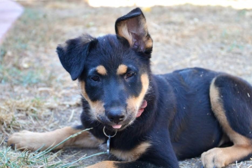 30 fotos-evidencia de que los cachorros con una oreja levantada son 90% más lindos de lo normal