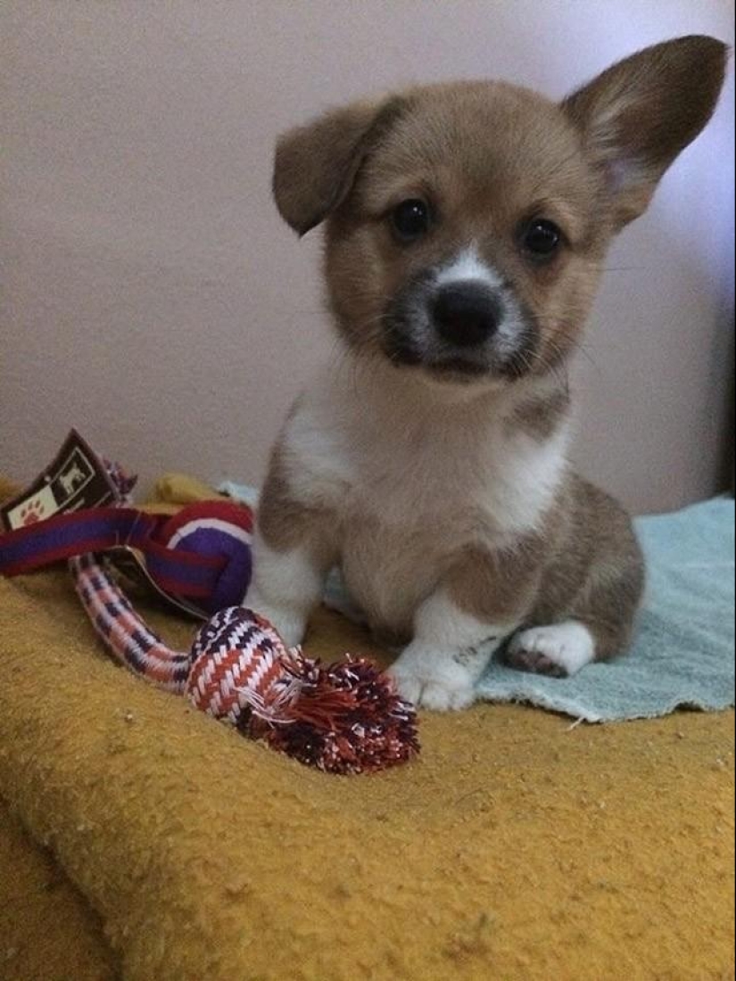 30 fotos-evidencia de que los cachorros con una oreja levantada son 90% más lindos de lo normal